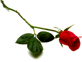 a rose